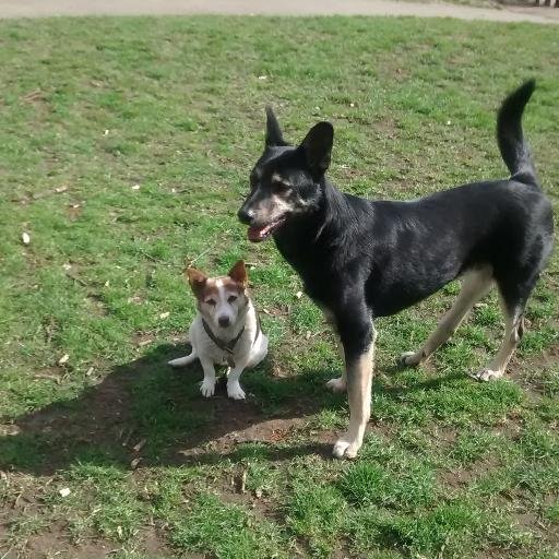 caninecultureuk's profile picture. Award winning dog trainer (as seen on tv) Working with all dogs is my life and each day they teach me more about humanity and compassion