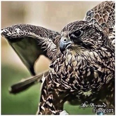 qwswq4's profile picture. سبحان الله العظيم