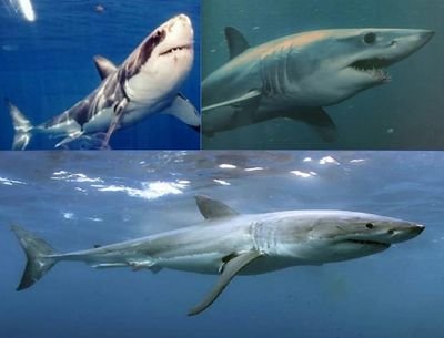 josealb73940492's profile picture. kinsler power!!!! :-) :-)