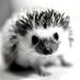 Biba (@mirmissa) Twitter profile photo Biba (@mirmissa) Twitter profile photo