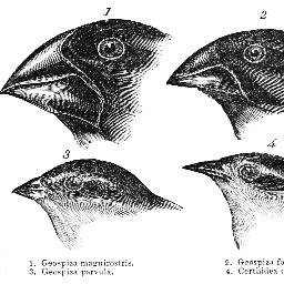 bxv_evol's profile picture. Evolutionary biology pre-print manuscripts from bioarxiv #openaccess #science #evolution #biology #molevol