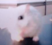 えりざべすです。 NABE(ネイブ)と言うアニソンコピーバンドのボーカルをやっています。 時々ニコニコ動画に歌を投稿したりしています。 男です。 こっちは基本的に投げっぱなしジャーマンです。 あ。でも@は全部読ませて頂いてるハズです！使い方があっていれば