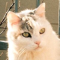 井上リサ (@jpn_lisa) 's Twitter Profile