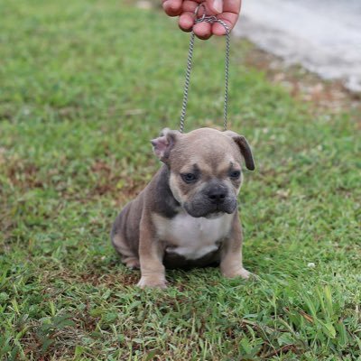 bigtime_bulls's profile picture. American Bully breeder, Gottiline, MiagiBlood, DaxLine. bigtimebulls@outlook.com https://t.co/GwEVOoxZ1u https://t.co/b6sUWjyAdE