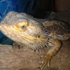 All round animal lover with a passion for exotics. Check out my blog