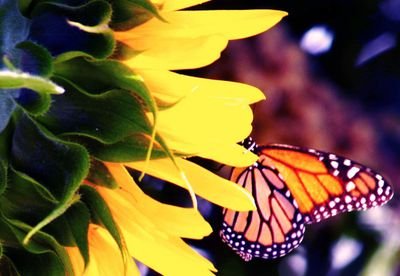 mariposagrrl42's profile picture. Just an account for fluttering 'round
