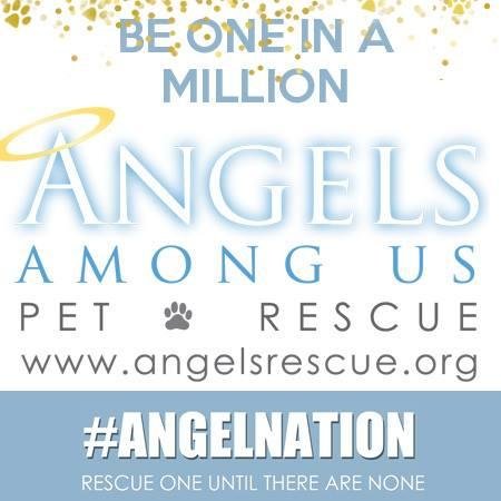 Angels Among Us Pet Rescue, Inc. is a 501(c)(3) non-profit organization dedicated to saving Homeless Pets from high-risk situations in Georgia.