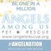 AngelsAmongUsPetResc (@angelsrescue) Twitter profile photo