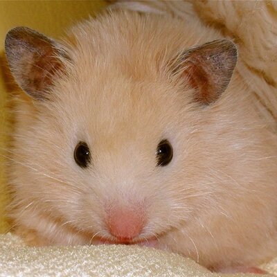 Uzivatel M I H O Na Twitteru 最近作った英語ノルマ表 フリクションスタンプ押すのが楽しみでモチベーションが上がる 英語に限らず広く使えると思います Vana9居残り中 0950pm Pekoeさんから教えてもらったhp ちびむすカレンダー の月間ガントチャートを Uzivatel M I H O Na Twitteru 最近作った英語ノルマ表 フリクションスタンプ押すのが楽しみでモチベーションが上がる 英語に限らず広く使えると思います Vana9居残り中 0950pm Pekoeさんから教えてもらったhp ちびむすカレンダー の月間ガントチャートを