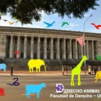 DerechoAnimalUBA (@dchoanimaluba) 's Twitter Profile