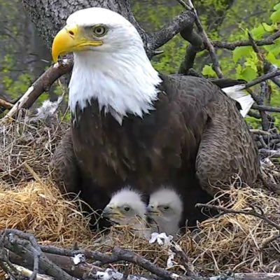 greenapple750's profile picture. I love bald eagles.