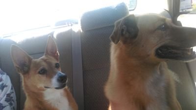 angelic31446956's profile picture. kind, playful. loyal, humanitarian