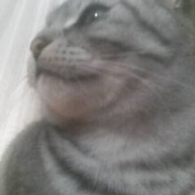 ゆりぼん Yuribon Shima Twitter