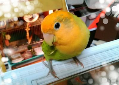 インコ大好き☆他の小鳥たちも、可愛いものも好き☆