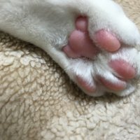 Delete (@emerald) 's Twitter Profile