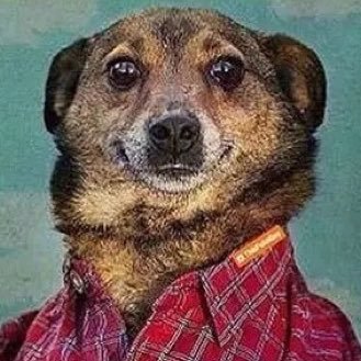 CommandrCat's profile picture. 