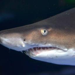 Book a dive with Ragged Tooth Sharks