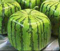 ben31338's profile picture. Sports Live Streaming @ Apple