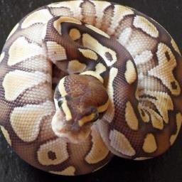 ONS5CvZDGHOBHmS's profile picture. Programador en entrenamiento