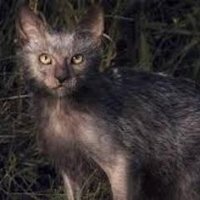 Horrid (@awefulcreature) 's Twitter Profile