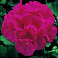 Southport Botanic (@botanicsouthprt) 's Twitter Profile