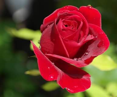 u4suVswwRUSJRd1's profile picture. ‏عاشق الدون و الهندي