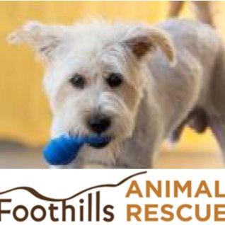 Foothills Animal Rescue is committed to compassionate and humane treatment of dogs and cats in need through rescue, shelter, fostering and adoption.