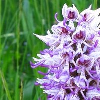 cattroyes (@cattroyes) 's Twitter Profile