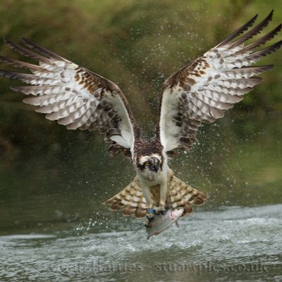 Our purpose built hide at Horn Mill Trout Farm provides photographers with a unique opportunity to photograph these amazing birds in action.