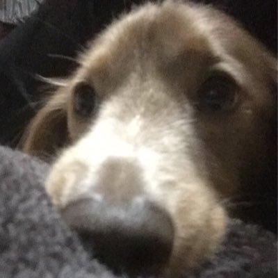 molmol_moo's profile picture. カニンヘンではなかったが今日も元気なMダックス-イザベラタン-