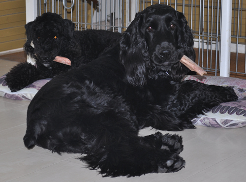 puppiness_jp's profile picture. 子犬のご紹介、ペット食育協会 指導士によるセミナー開催（出張あり）や、SES公認ドッグライフカウンセラーによる愛犬なんでも相談を行ってますu(^ｴ^)u