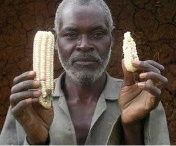 Biocontrol technology for sub-Saharan African smallholder farmers to control Striga weed in maize, sorghum, millet (increasing yield by 50% in Gates trials).