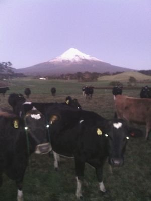 50/50 460 cows in Taranaki