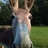 zenbilly's profile image
