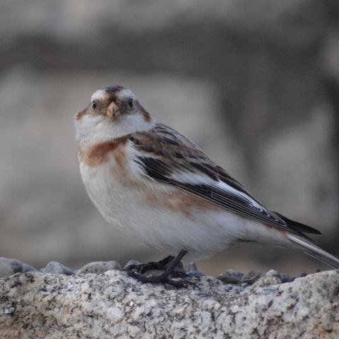 joeproudfoot200's profile picture. Birder