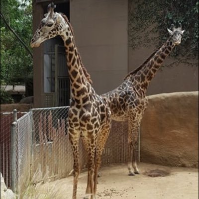 gigipercival's profile picture. What's for me won't go by me! I don't do toxic!