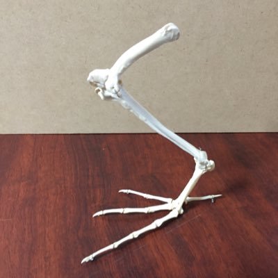 ornatipinnis_s's profile picture. まだまだ踏み込んだばかりです。もっと計画的に・綺麗に作れるよう頑張ろうと思います。のーんびりまったり作ってます。魚・趣味・リアアカ→ @1997_920