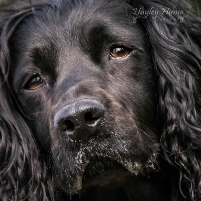I have loved photography since I was 14, my dad was a photographer, I'm a lover of pet and portrait photography. Please check out my webpage for more info.