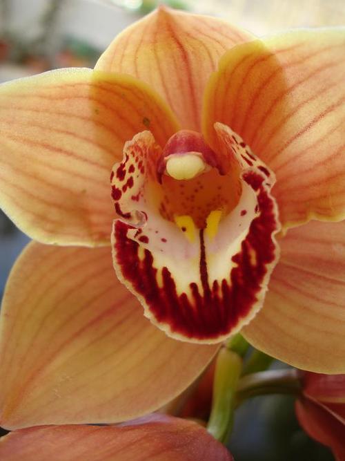 PLURIFRUTOS's profile picture. Tudo para HORTA & JARDIM!! Flores, àrvores de fruto, arbustos, cactos. Vasos artesanais portugueses, peças de barro, decoração e casa. BricoJardim!!!!!!!!!!!!!!