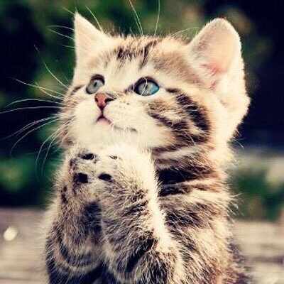 癒し かわいい動物たち 双子 W 可愛いと思ったらrt 癒された人rt 癒し かわいい動物たち 双子 W 可愛いと思ったらrt 癒された人rt