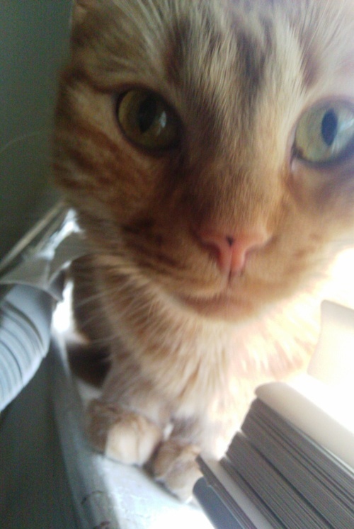 Daisythekitteh's profile picture. Live with @Shelbythecat & @Fireflythecat.