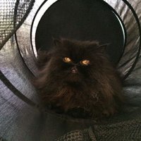 A Poof Named Loki (@loki_the_poof) Twitter profile photo