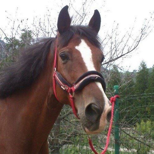 Montaire2's profile picture. Vet, animal lover, horse rider, cyclist and research scientist...a life in two words.