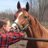 jthorsegirl's profile image