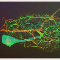 Marder Lab (@marderlab) 's Twitter Profile
