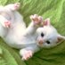 Cat (@askuih) Twitter profile photo Cat (@askuih) Twitter profile photo