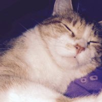 Kodiegames23 (@kodiegames) 's Twitter Profile