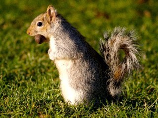 BadBadSquirrel's profile picture. Tweeting about whatever strikes my fancy.