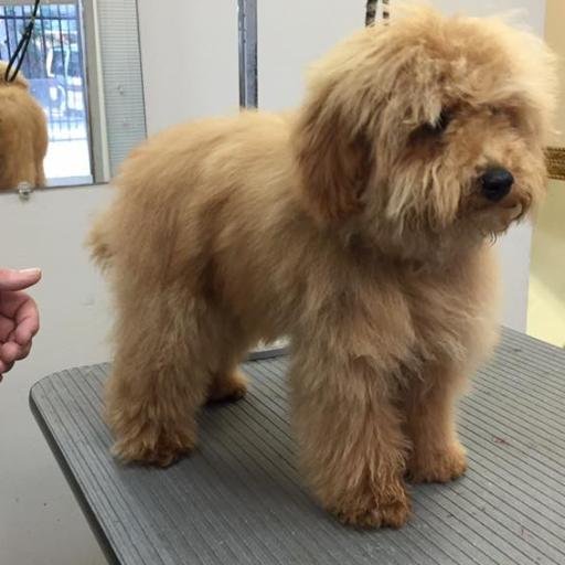 wellgroomedhtx's profile picture. Grooming/Boarding/DoggieDayCare
 832-360-2600