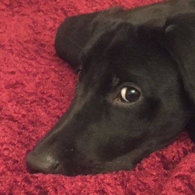 derpydogVT's profile picture. It's a dog's world.